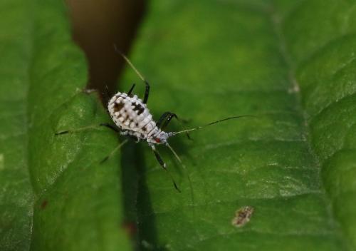 Macrosiphoniella subterranea